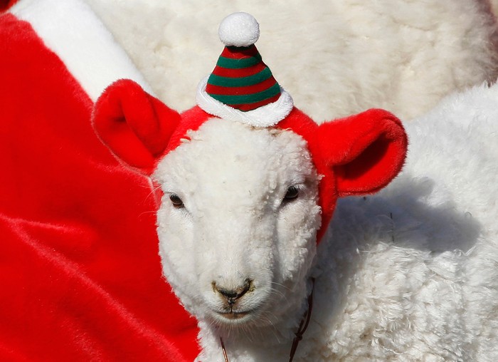 Cừu đội mũ ông già Noel ở Yongin, Hàn Quốc